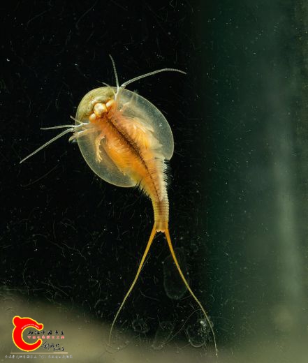 DSC01963-1-SharpenAI-stabilize-standard-scale-2_00x-gigapixel_副本.jpg