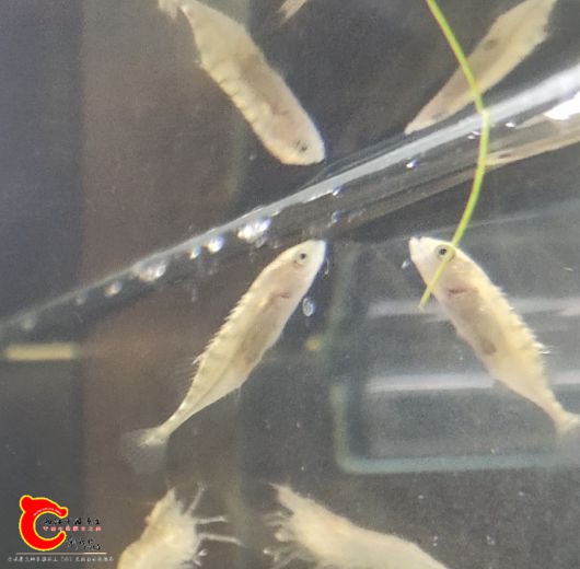 疑似中华九刺鱼
