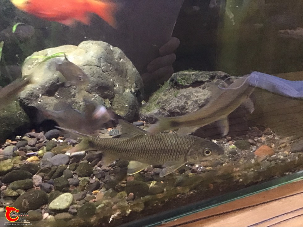 090422j7snwtdlnisnpidi.jpg