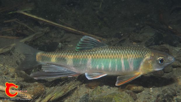 Zacco platypus2018051.jpg