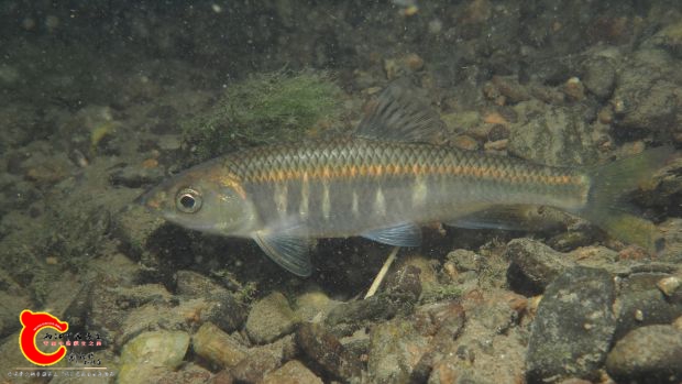 Zacco platypus2018054.jpg