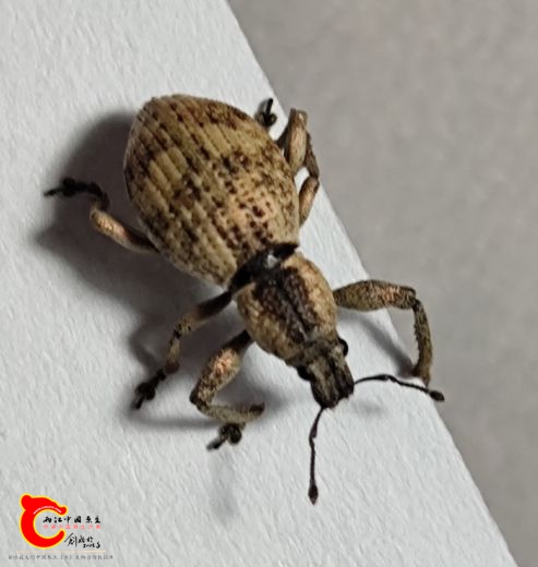 第1种，长约1cm