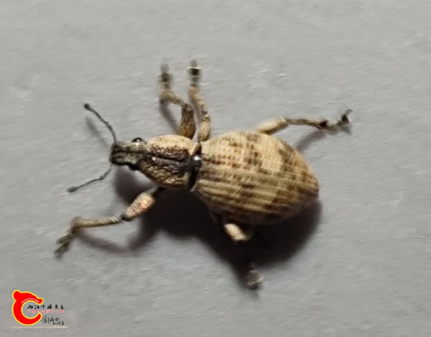 第1种，长约1cm