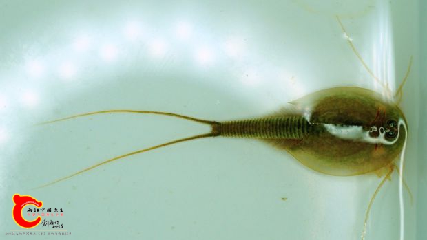蝌蚪虾200227.jpg