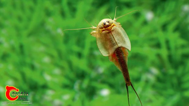 蝌蚪虾Triops-longicaudatus_4D7A0021-e.jpg
