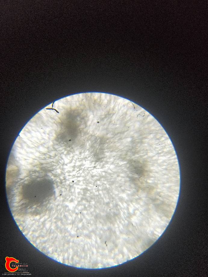 110206wyaxcslmwismsaay.jpg