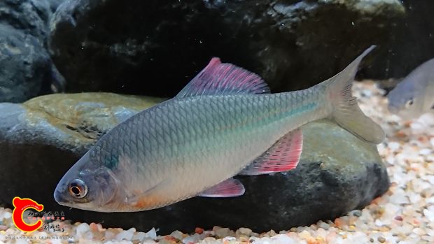 斜方鱊3702.jpg