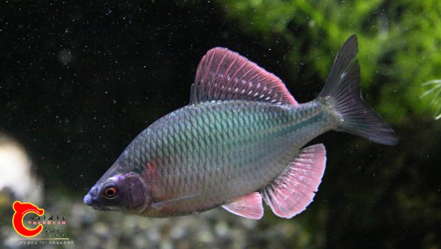 斜方鱊5742.jpg