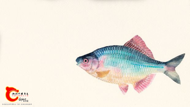 斜方鱊Acheilognathus_rhombeus.jpg