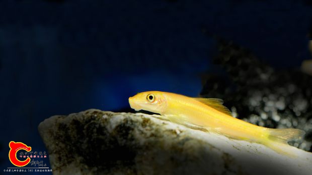 Crossocheilus_oblongus_-_Cecilia_Knuts_ter.jpg