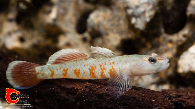 Rhinogobius_zhoui.jpg