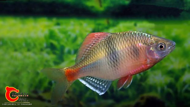 acheilognathus-macropterus1.jpg
