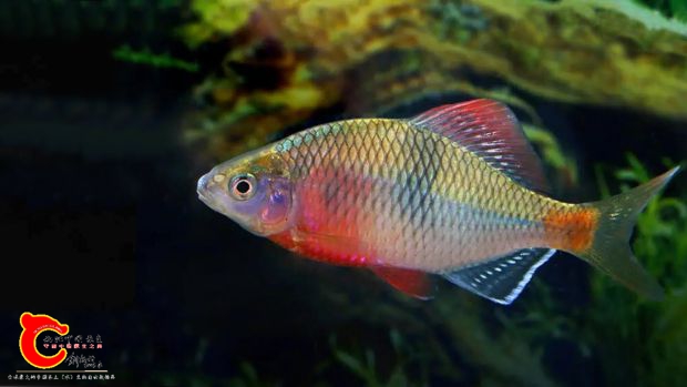 acheilognathus-macropterus3.jpg