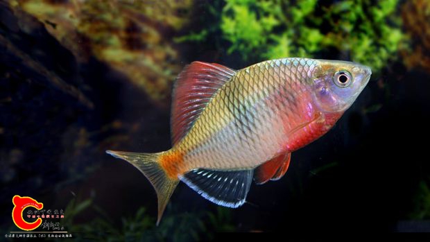 acheilognathus-macropterus4.jpg