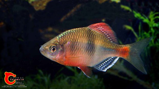 acheilognathus-macropterus4a.jpg