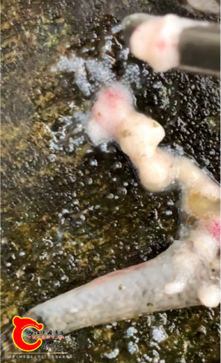 公鱼