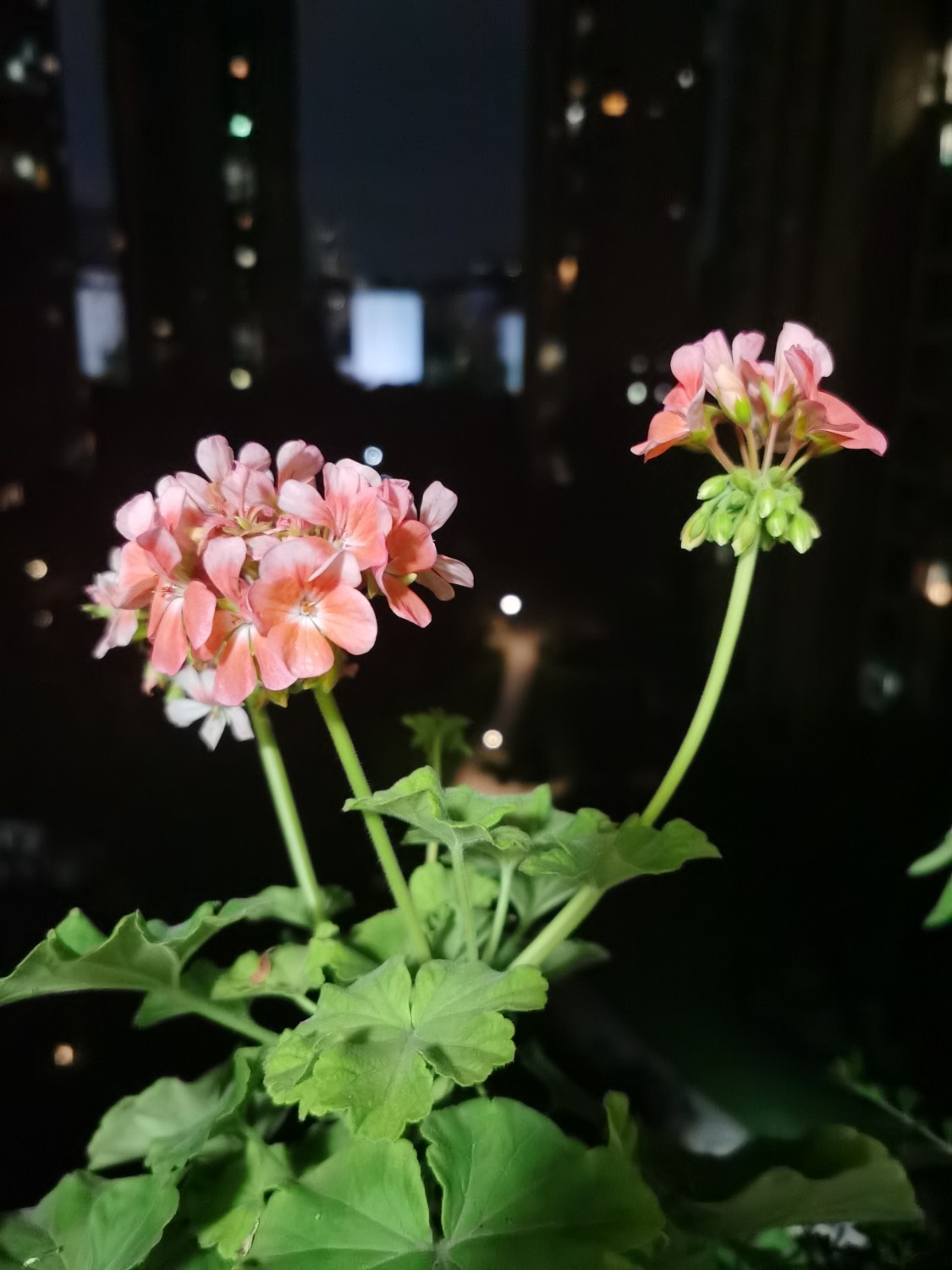 1690812218138.jpg