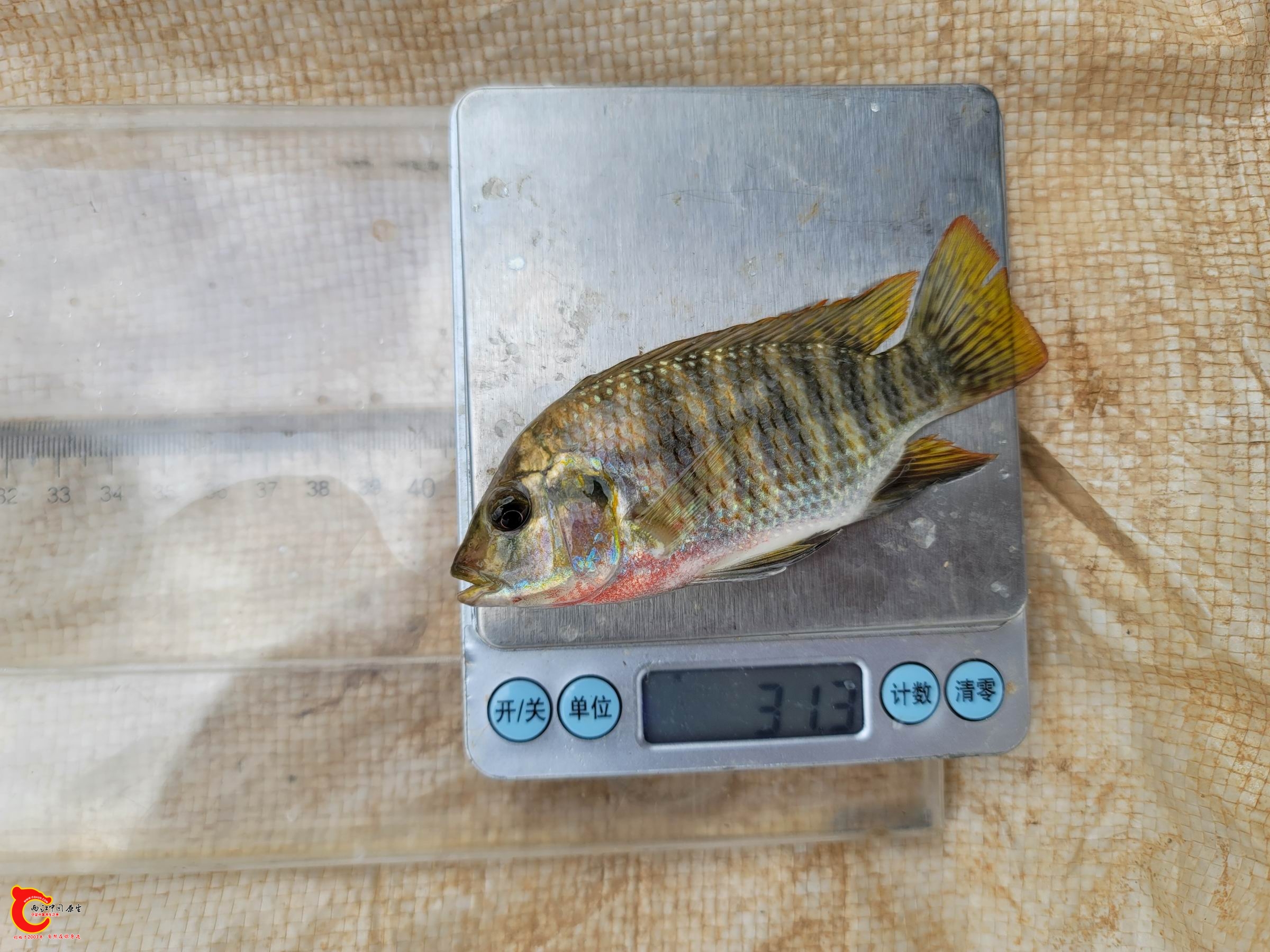 尼罗罗非