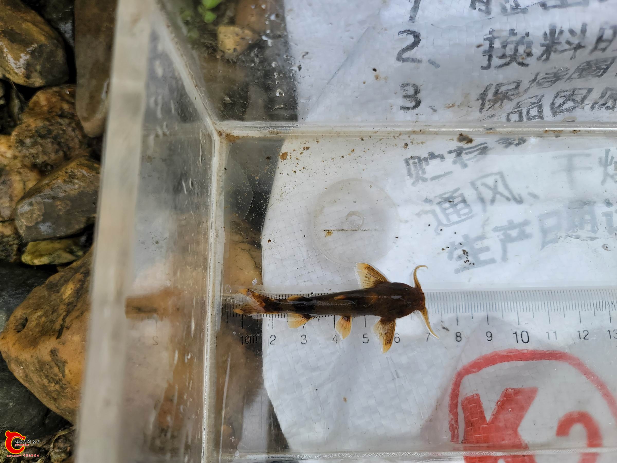 纹胸兆