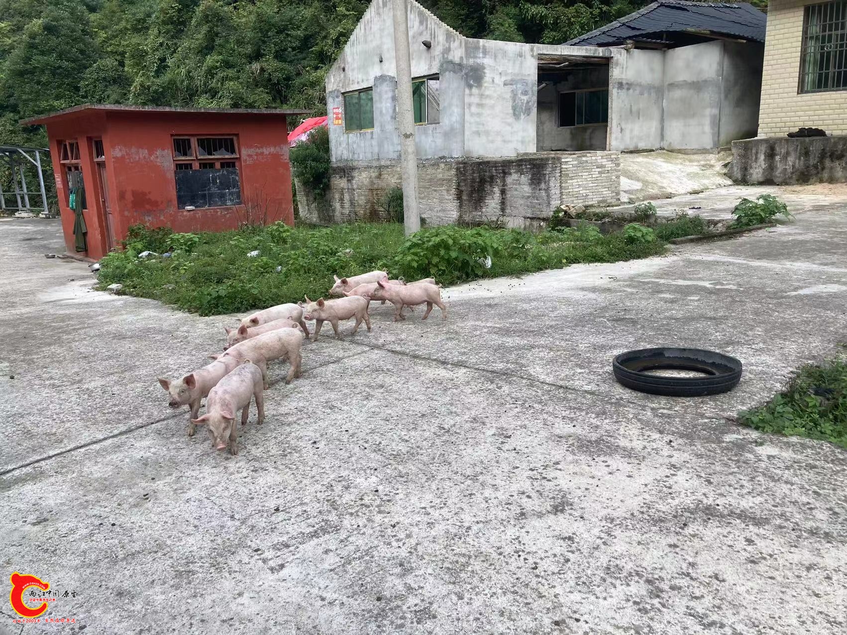在路上游荡的家畜
