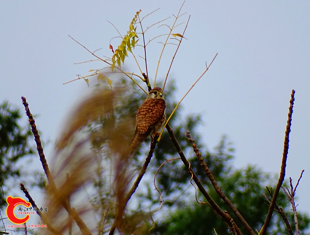 DSC00204.JPG