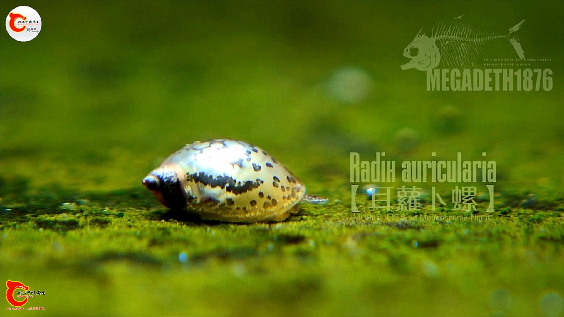 耳萝卜螺 Radix auricularia.mp4_20231017_111537894.jpg