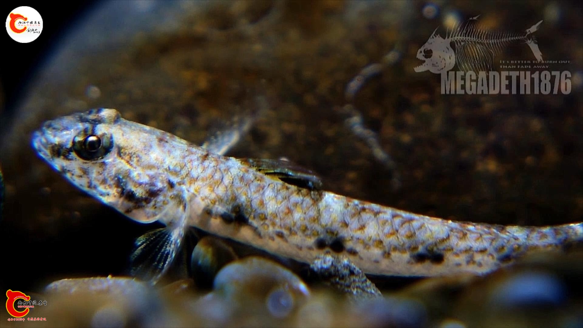 雷氏蜂巢虾虎 Favonigobius reichei.mp4_20231017_114237078.jpg