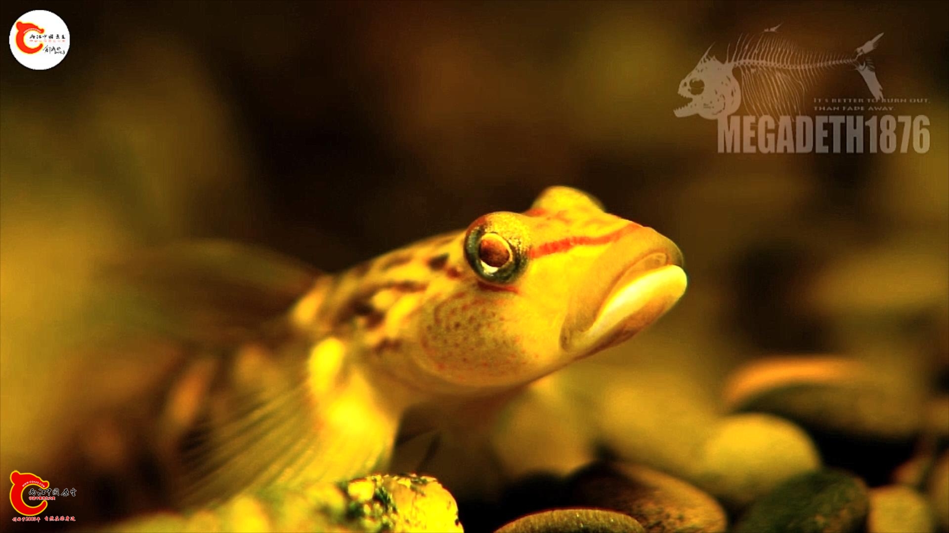 成体褐吻虾虎鱼Rhinogobius brunneus.mp4_20231017_115534167.jpg