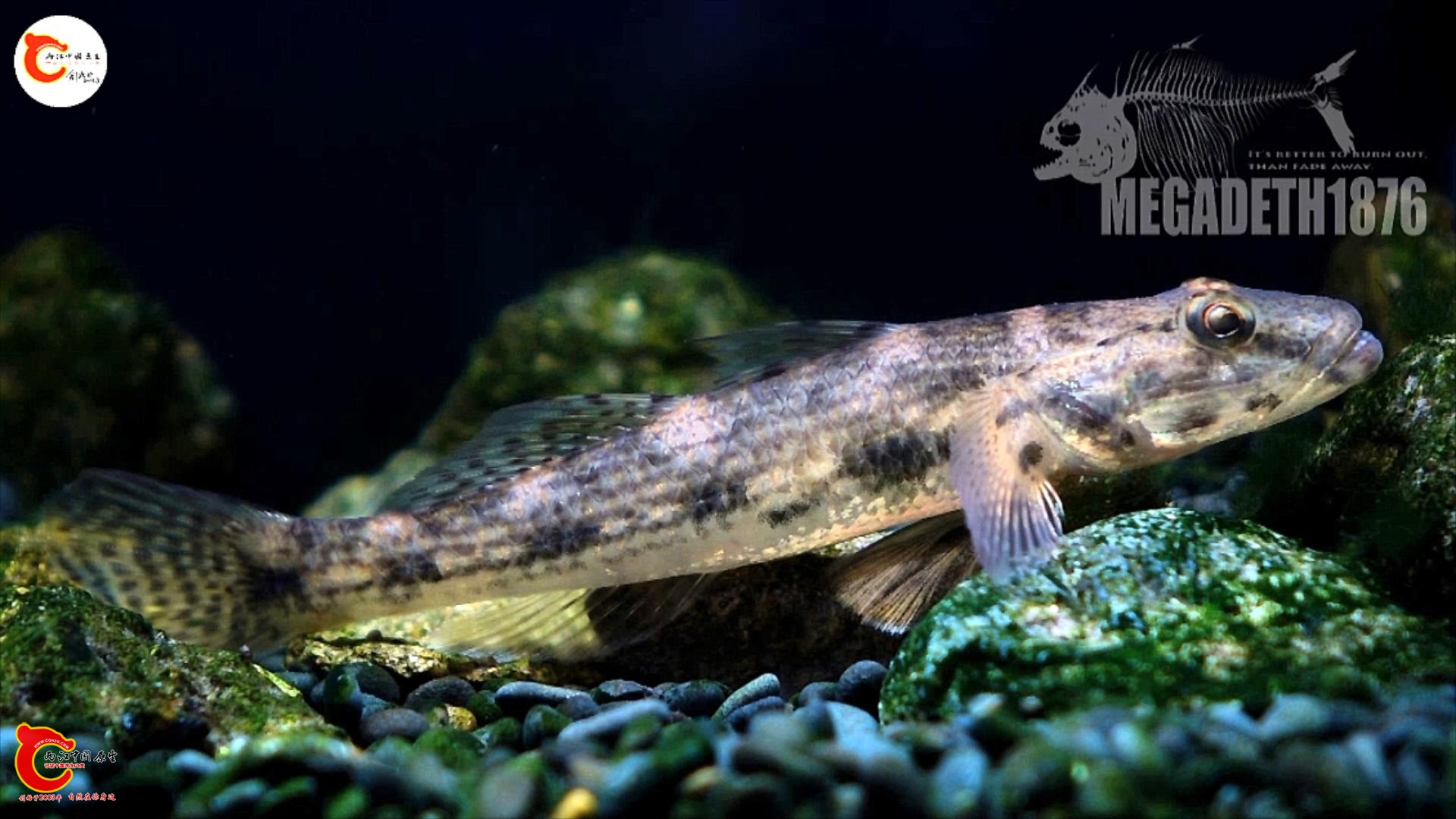 斑紋舌鰕虎(點帶叉舌鰕虎) Glossogobius olivaceus.mp4_20231017_121251890.jpg