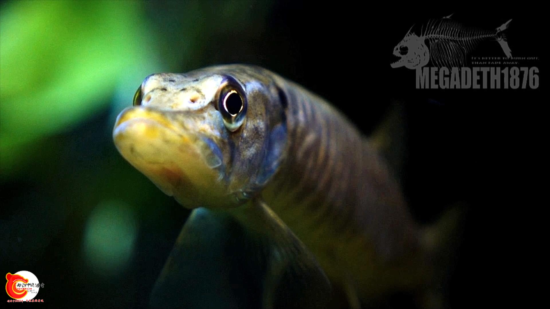 白斑狗鱼(乔尔泰) Esox lucius 2.mp4_20231017_123414827.jpg