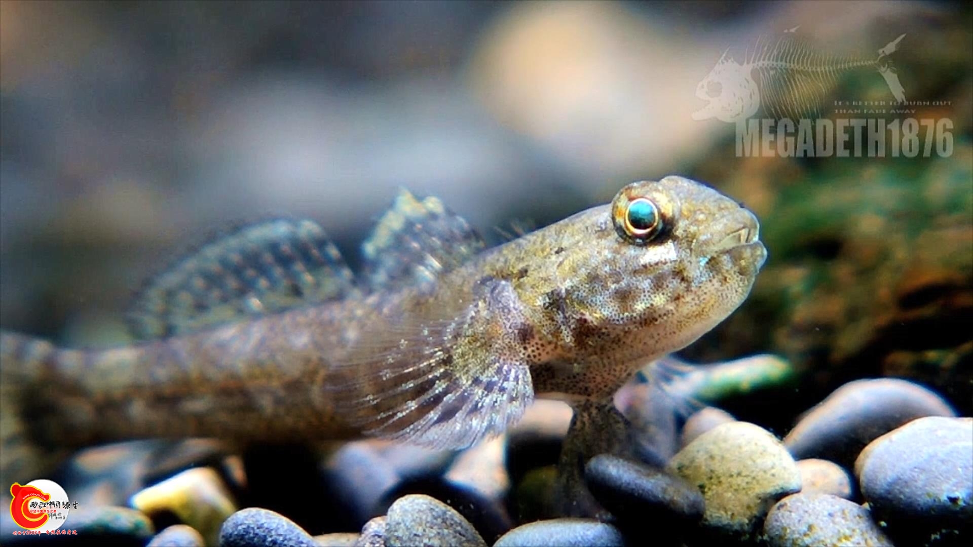 深虾虎 A种 Bathygobius.sp.mp4_20231017_151126569.jpg