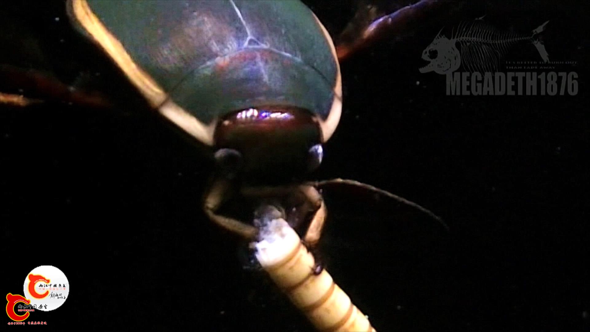 成体日本真龙虱摄食 Cybister japonicus.mp4_20231019_135514832.jpg