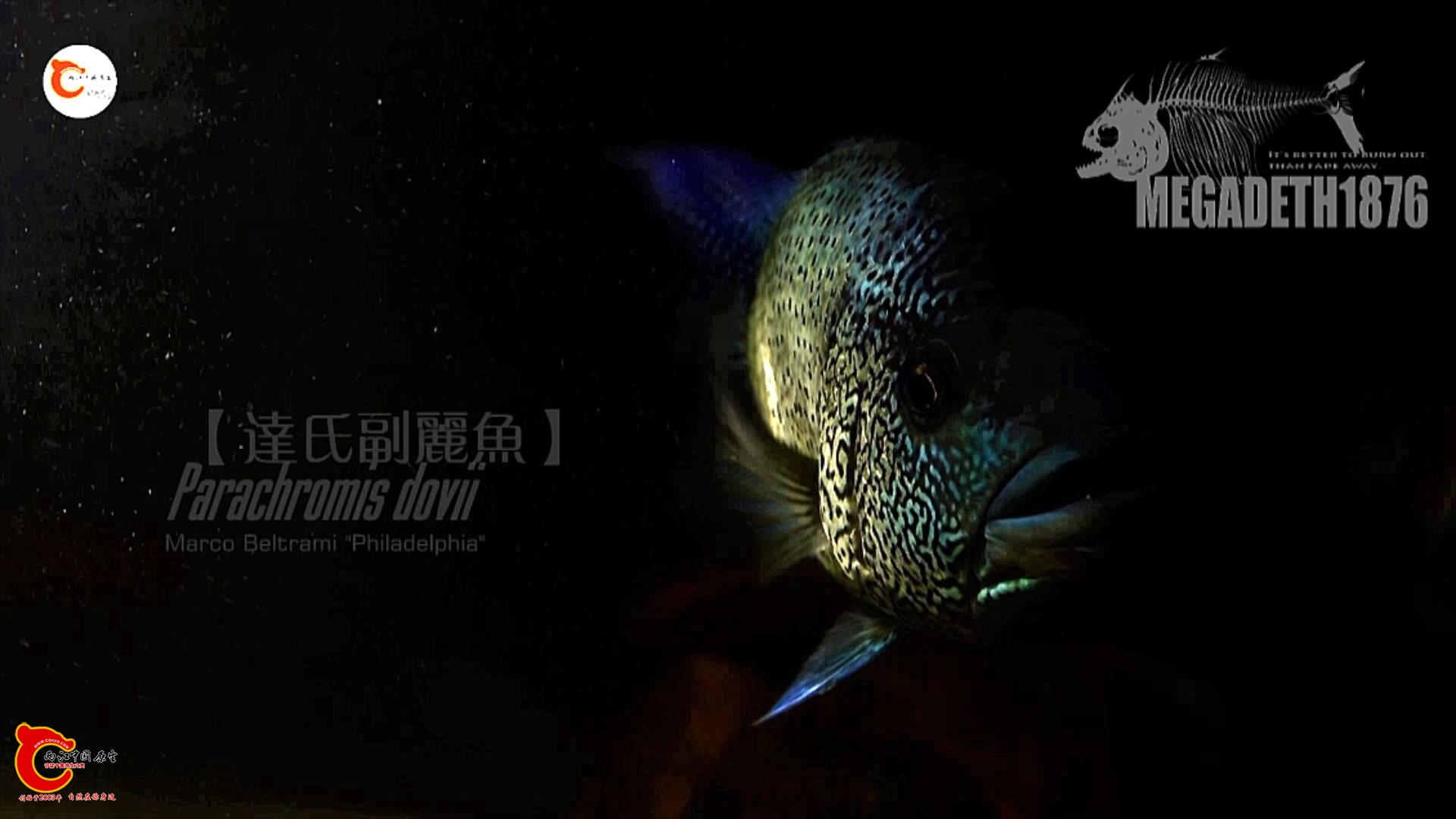 达氏副丽鱼 Parachromis dovii.mp4_20231019_142746137.jpg