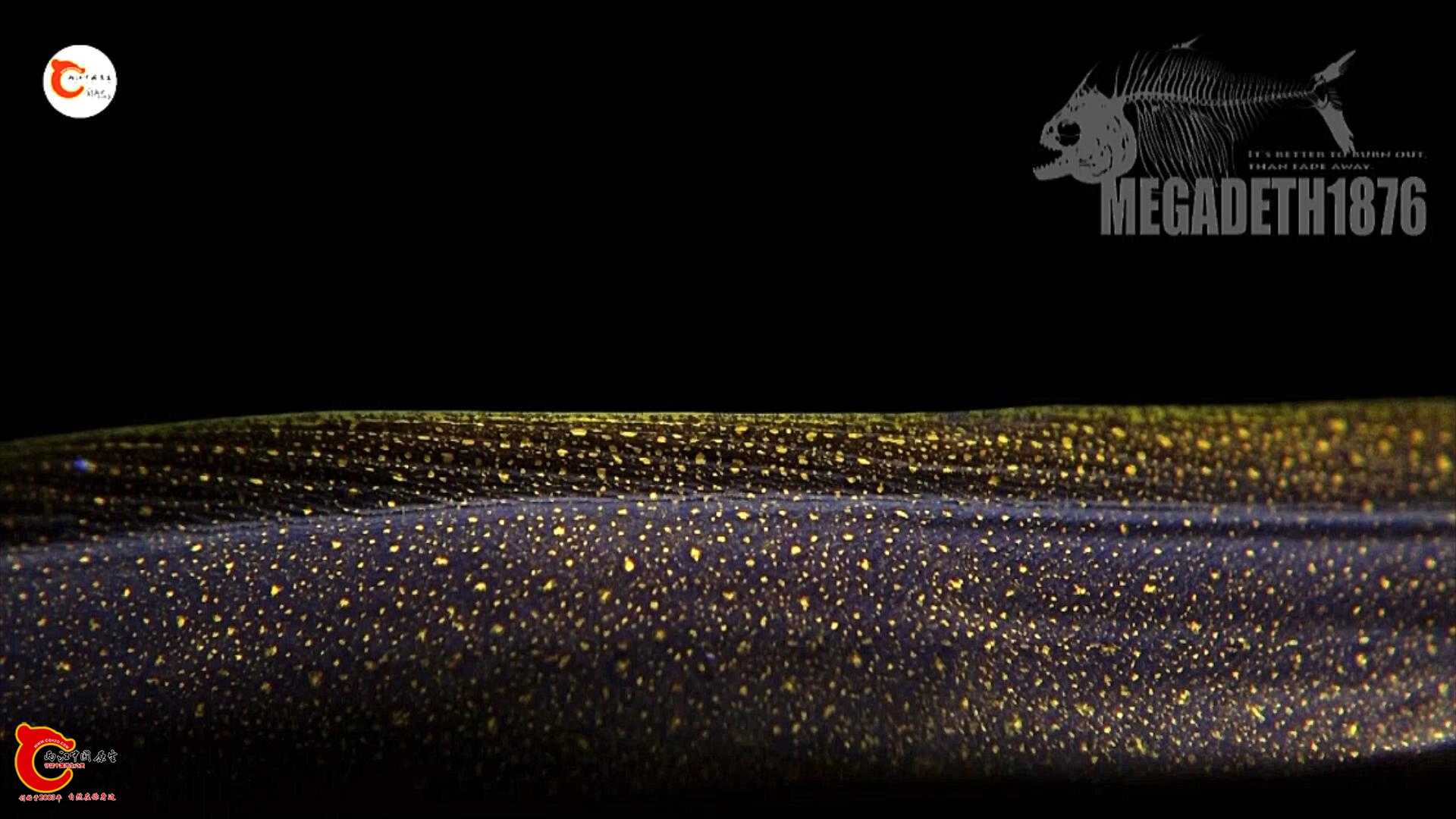 蒂尔裸胸鳝 Gymnothorax tile.mp4_20231019_143521110.jpg
