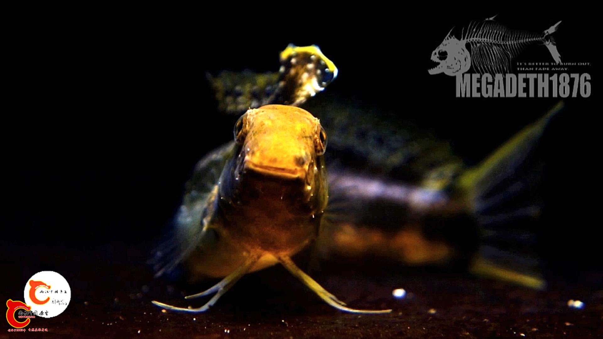 短头跳岩鳚 Petroscirtes breviceps.mp4_20231019_143720227.jpg