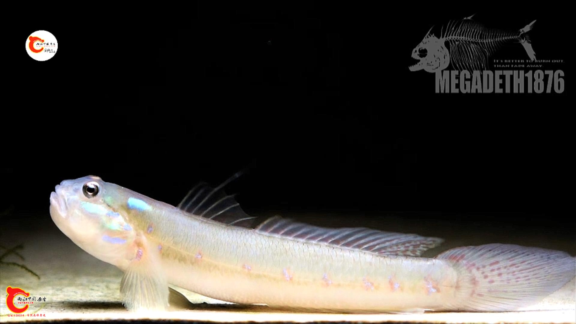 短吻韁虾虎鱼 Amoya brevirostris.mp4_20231107_114318378.jpg