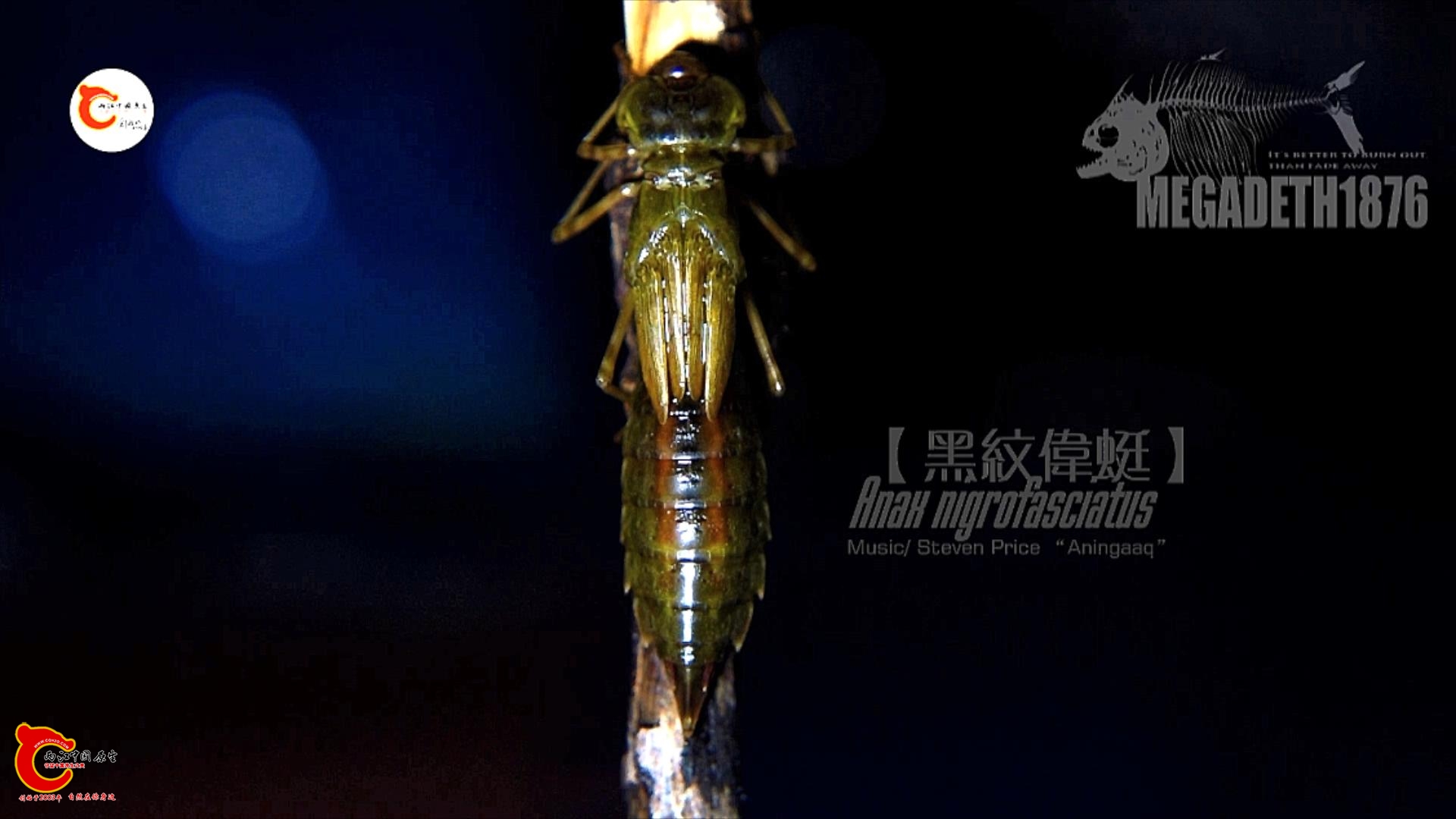 黑纹伟蜓 Anax nigrofasciatus 1920高场.mp4_20231107_121506839.jpg