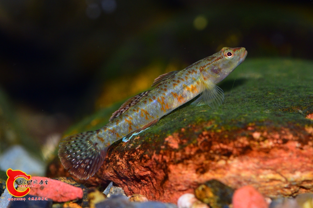 DSC_1107.JPG