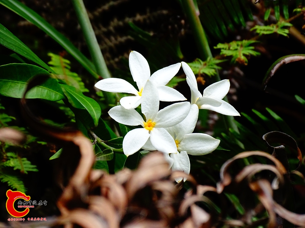 DSC00528.JPG