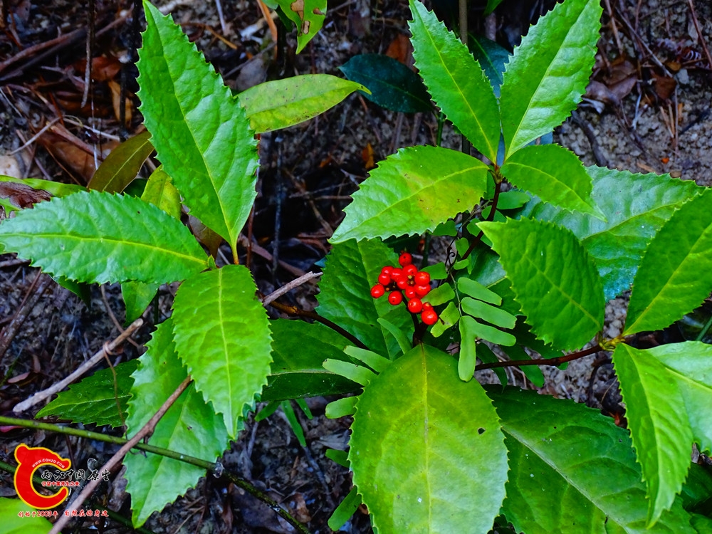 DSC01087.JPG