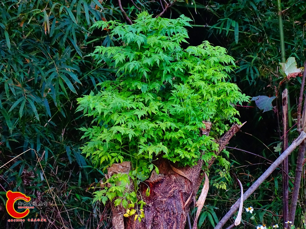 DSC01106.JPG
