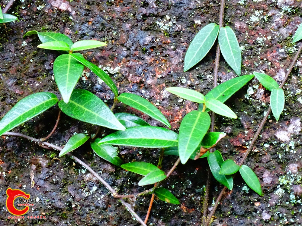 DSC00041.JPG