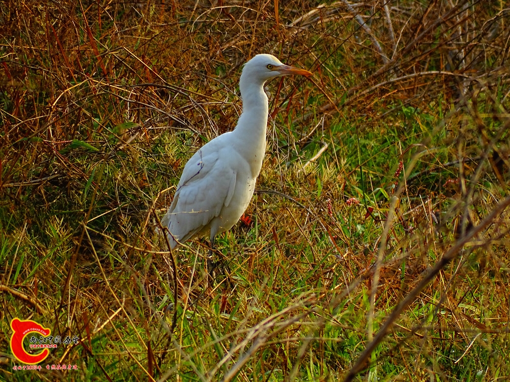DSC01107.JPG