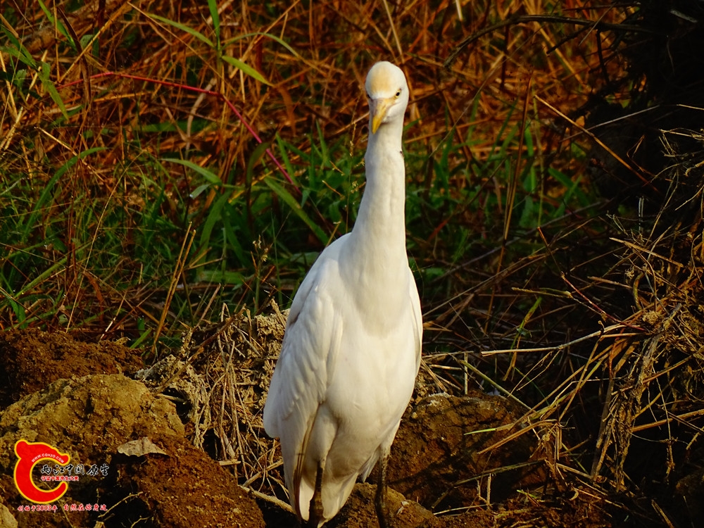 DSC01111.JPG