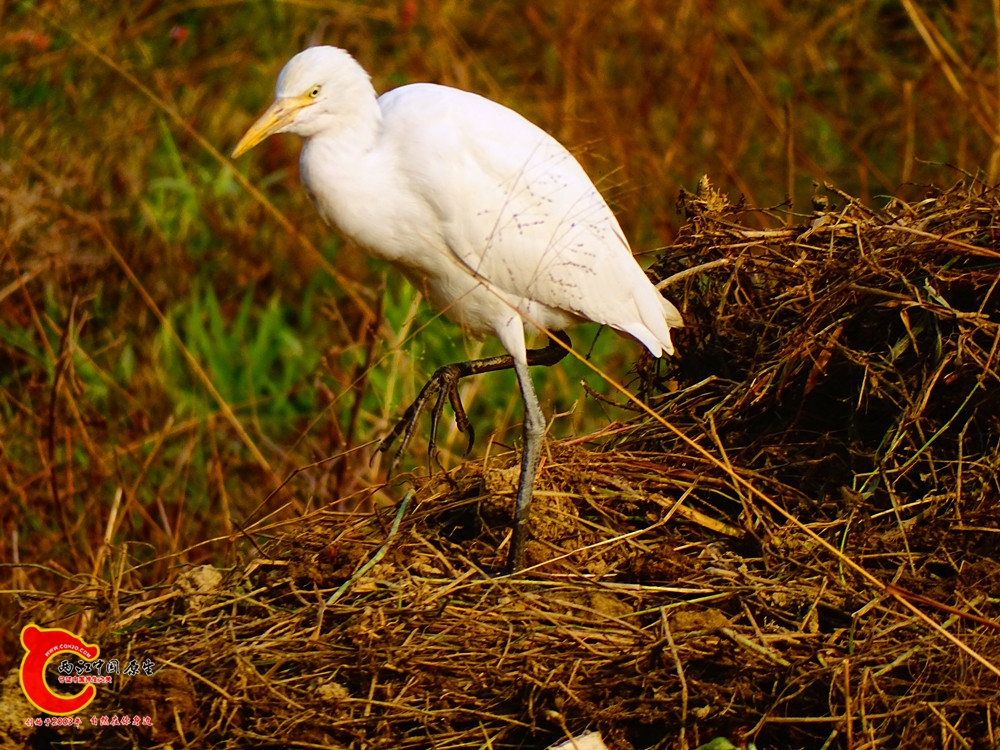 DSC01114.JPG