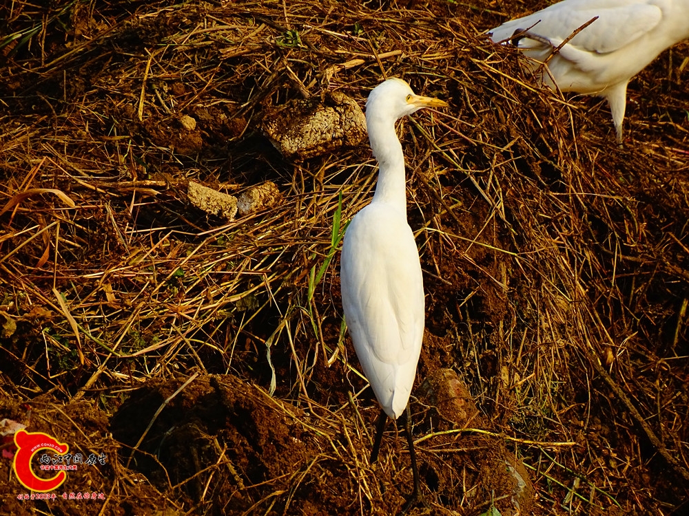 DSC01115.JPG