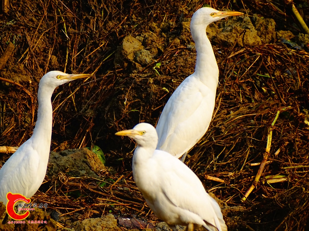 DSC01117.JPG