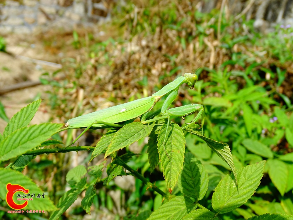 DSC00429.JPG