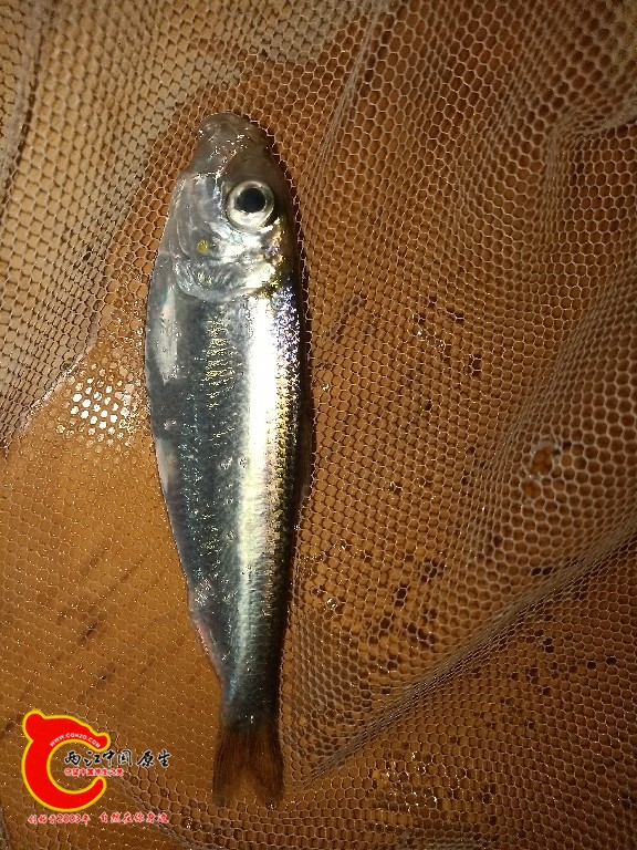 IMG_20240611_202842.jpg
