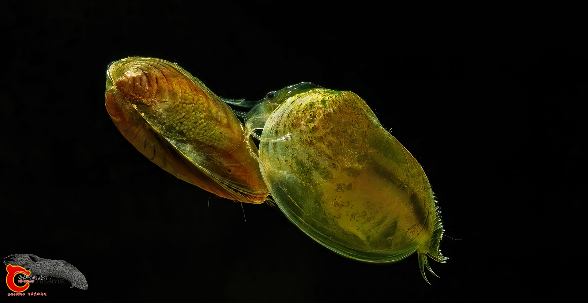 DSC03530a-gigapixel-low_res-scale-2_00x04.jpg